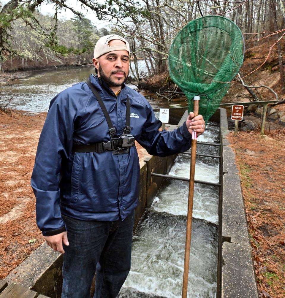 Wampanoag tribal member Earl Cash at the West Harwich herring run. He has been able to get signs installed explaining that natives are not restricted in taking of herring.