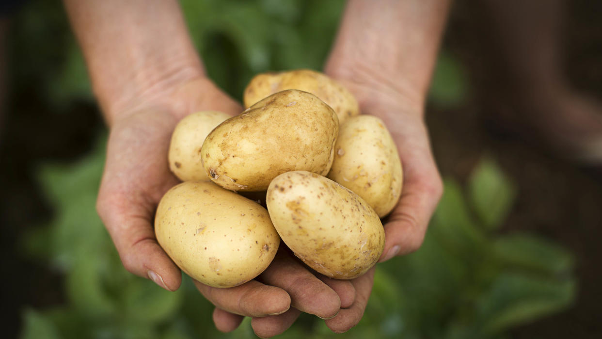  Someone holding potatoes. 