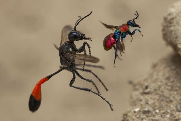 Le conte des deux guêpes © Frank Deschandol Wildlife Photographer of the Year 2020