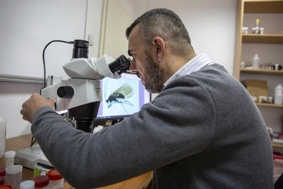 Halil Ibrahimi, 44, associate professor at the faculty of natural sciences at Pristina university looks under a microscope at an insect named Potamophylax coronavirus, inside a lab in Pristina on Friday, April 16, 2021. Restrictions during the coronavirus pandemic helped Kosovar biologist Ibrahimi sit down and complete his research, naming a new insect after the virus and raised public awareness against pollution of river basins. (AP Photo/Visar Kryeziu)