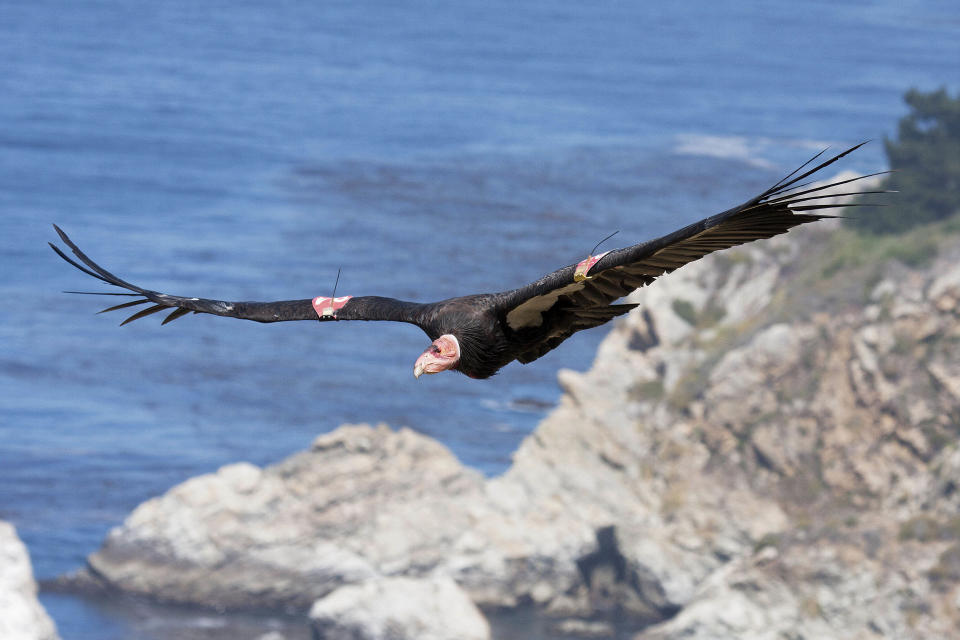 FILE - This July 21, 2012, file photo, provided by the Ventana Wildlife Society shows a condor in flight in Big Sur, Calif. The Yurok Tribe has signed agreements leading to the first release of captive-bred condors into the northern half of their historic range _ the sparsely populated Redwood Coast of Northern California. The tribe based at the mouth of the Klamath River has been working the past five years under a federal grant to establish whether the rare birds can survive in a place they have not lived for a century. (AP Photo/Ventana Wildlife Society, Tim Huntington, File)