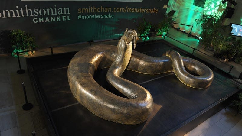 A life-size reconstruction of Titanoboa. Vasuki may have been longer. - Photo: Michael Loccisano (Getty Images)