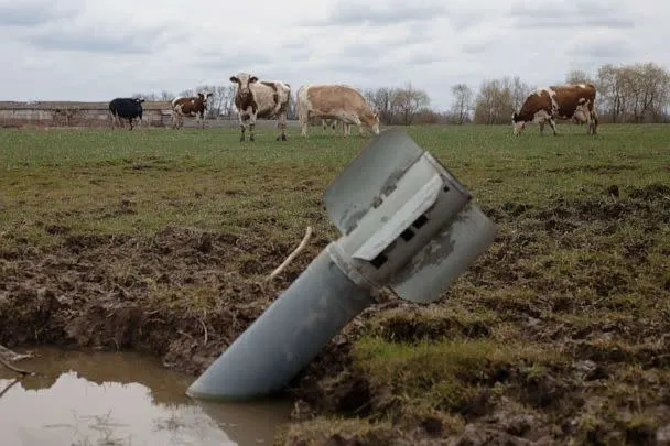 PHOTO: A rocket sits in a field near grazing cows on April 10, 2022 in Lukashivka village, Ukraine. (Anastasia Vlasova/Getty Images)