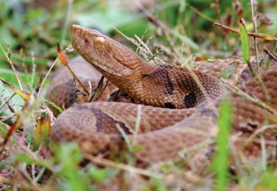 The eastern copperhead is the most common venomous snake in Missouri. Its color varies from grayish brown to pinkish tan, with distinctive hourglass-shaped crossbands.