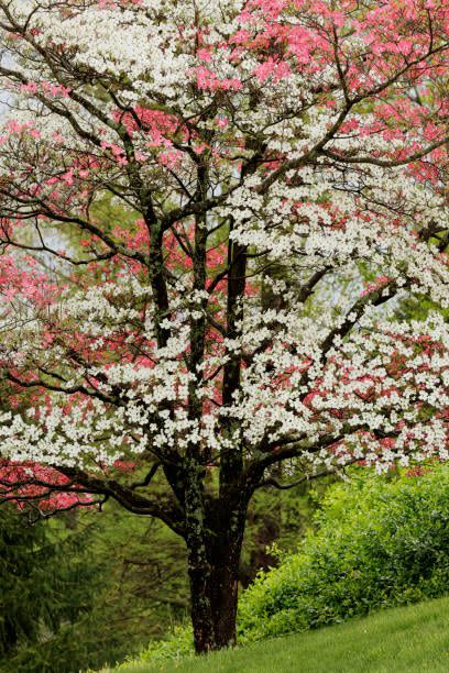 Tree, Flower, Plant, Spring, Blossom, Woody plant, Branch, Cherry blossom, Botany, Flowering plant, 