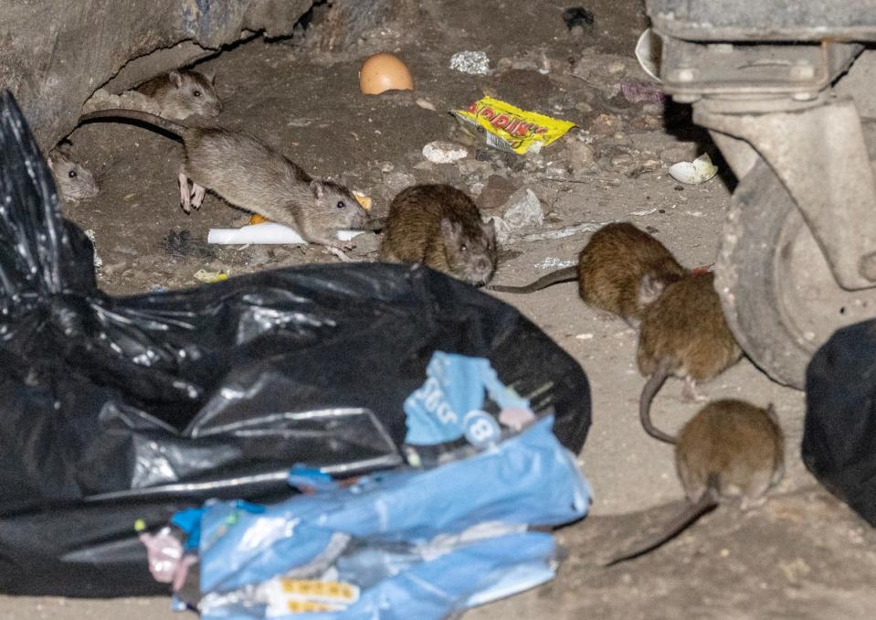 Rats on the streets of Tower Hamlets (Jeremy Selwyn)
