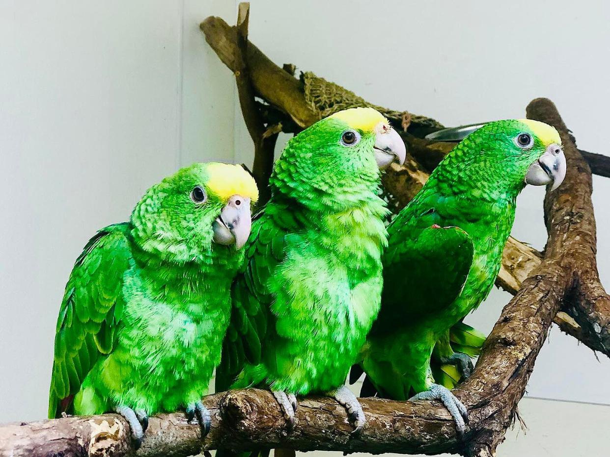 San Francisco Zoo Takes in 3 Parrot Chicks Rescued From Smugglers