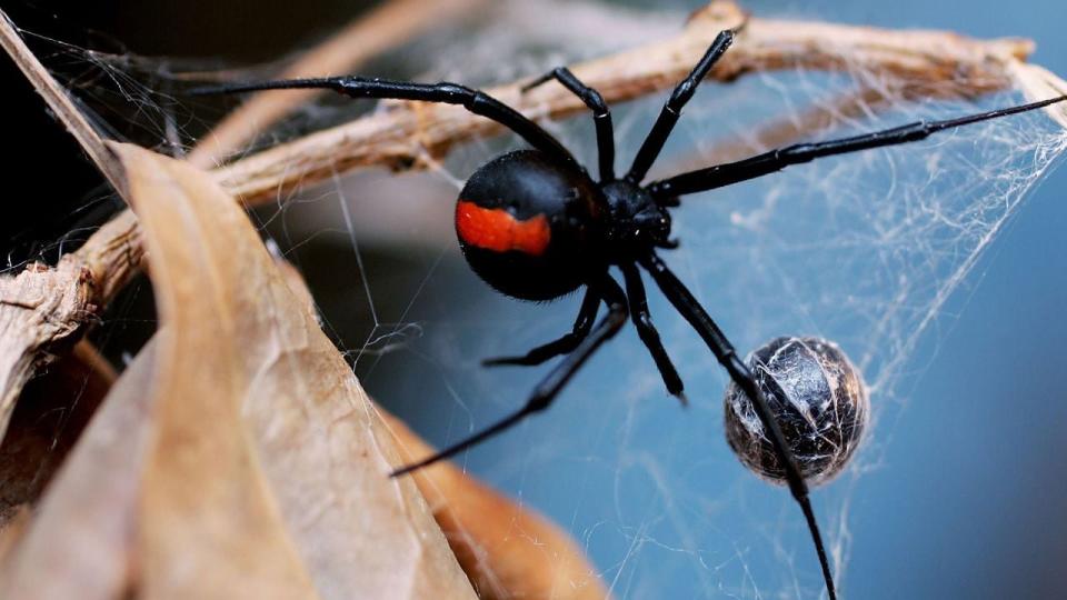 <p>Fire officials say they believe a man trying to get rid of black widow spiders used a blowtorch and caught a house on fire.</p>