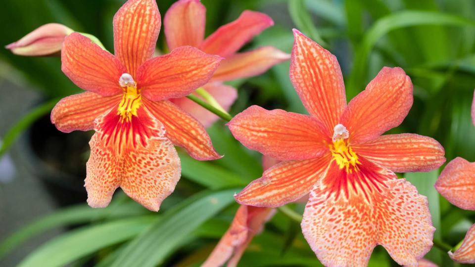 10 stunning varieties of orchids