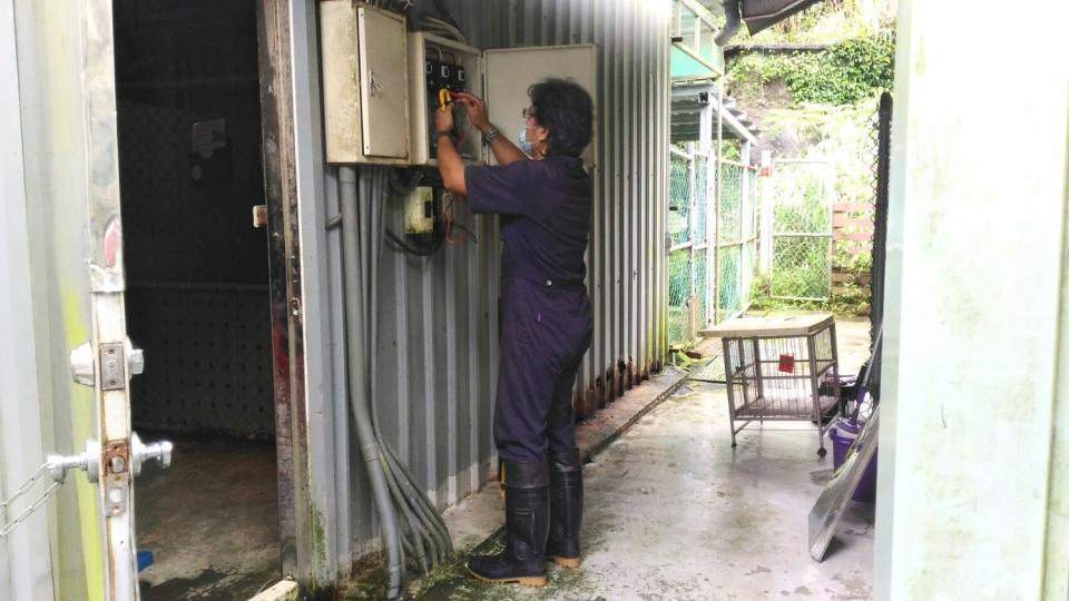 袁立榮協助處理停電問題，正在檢查電箱內有無異常。   圖：新北市動保處提供