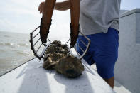 Mitch Jurisich checks on oysters from his oyster beds in the aftermath of Hurricane Ida in Plaquemines Parish, La., Monday, Sept. 13, 2021. Ida's heavy rains caused freshwater and sediment to flood coastal estuaries, killing the shellfish, Jurisich said. (AP Photo/Gerald Herbert)