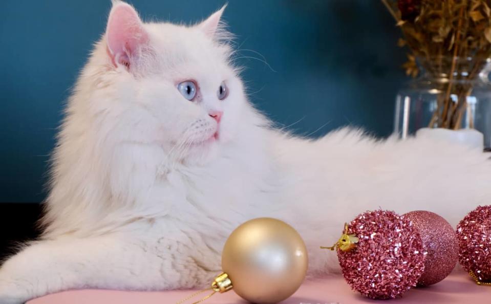 Owner Fails to Protect Christmas Tree From Cat