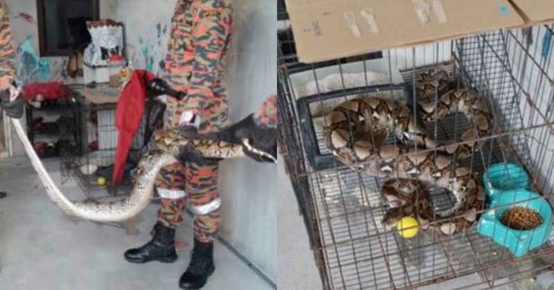 馬來西亞一條蟒蛇闖進民宅，並將貓籠內的家貓一口吞下肚。（翻攝自中國報）