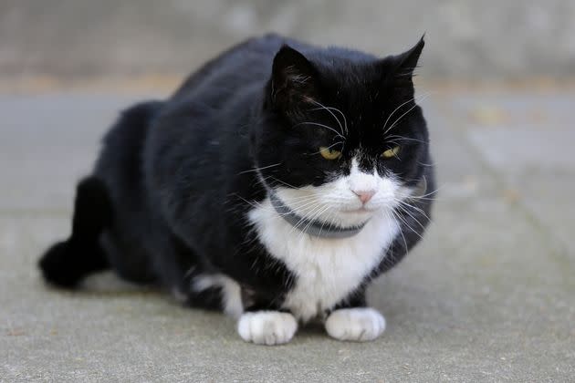 Palmerston, Larry's archrival. (Photo: Dinendra Haria/SOPA Images/LightRocket via Getty Images)