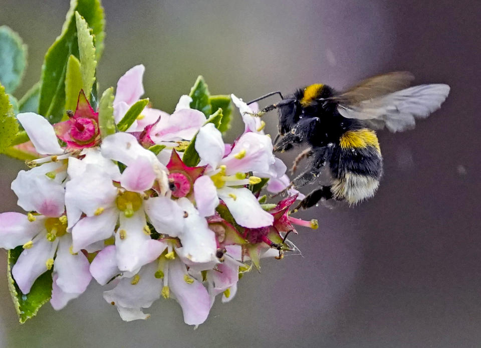 <p>A bumble bee on a flower in Liverpool. Picture date: Friday June 25, 2021.</p>
