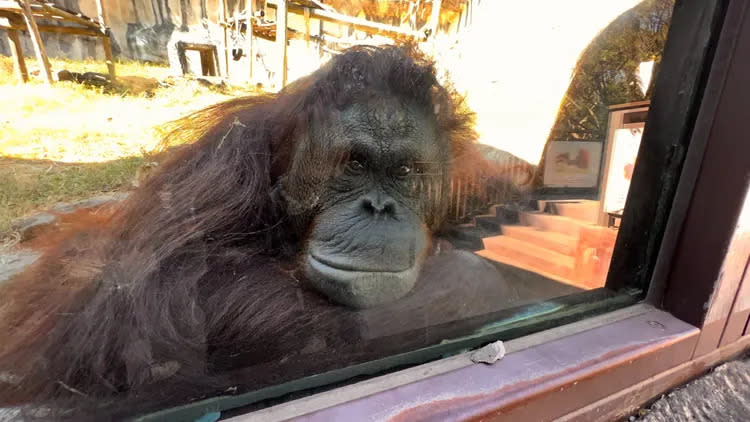 紅毛猩猩趴在玻璃窗前的「C位」給記者拍照。侯昌騰攝