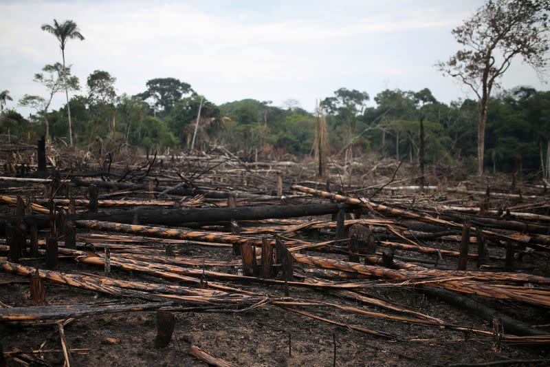 FILE PHOTO: Charred logs are seen on a stretch of the Yari plains, which was recently burned for pasture, in Caqueta