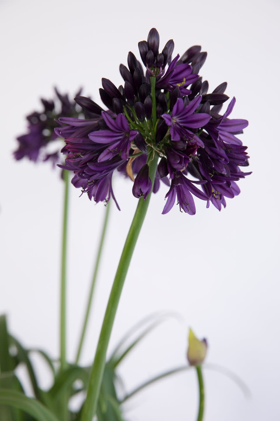 1) Agapanthus BLACK JACK (‘Dwaghyb02’)