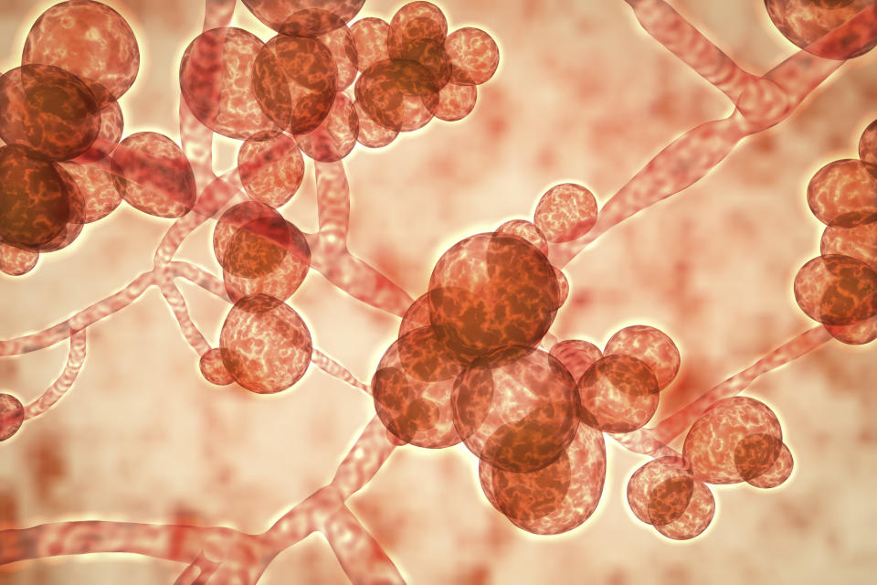 Computer illustration shows clusters of the unicellular fungus Candida auris, linked by thin filaments. 