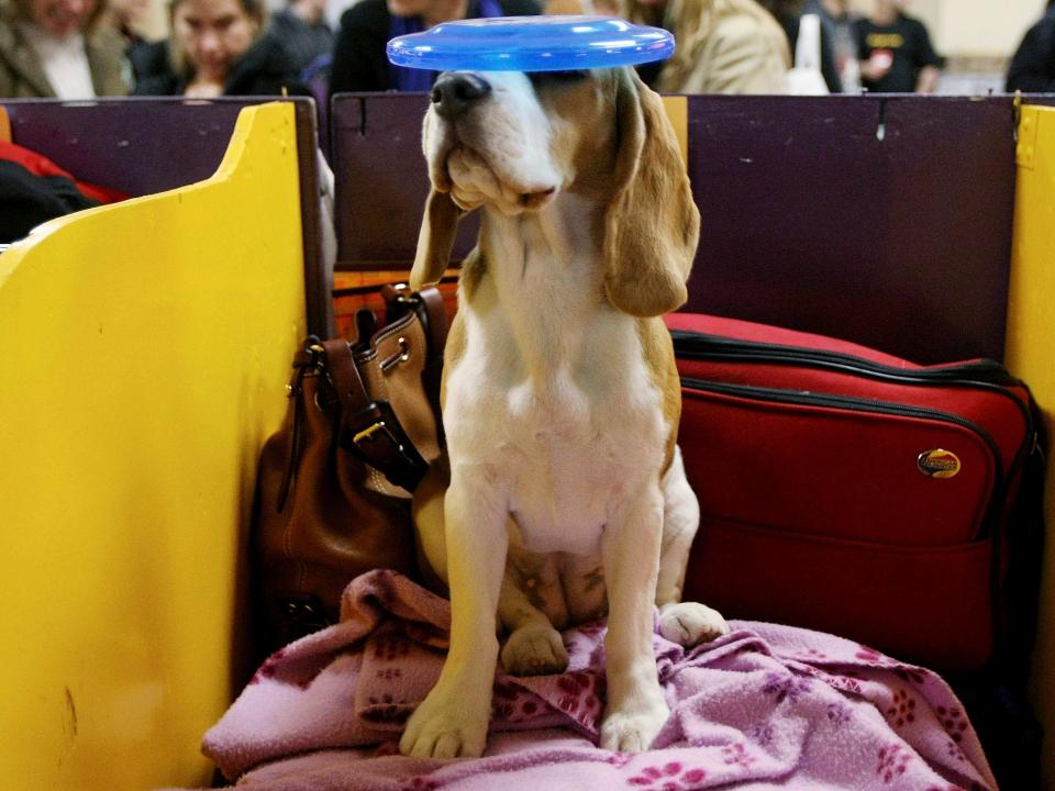 westminster dog show