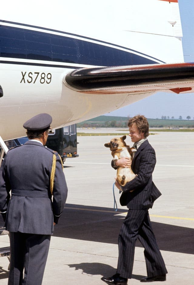 A corgi travelling in style