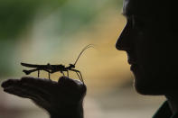 A Jungle Nymph rests on a zookeeper's hand during London Zoo's annual stocktake of animals on January 3, 2013 in London, England. (Photo by Dan Kitwood/Getty Images)