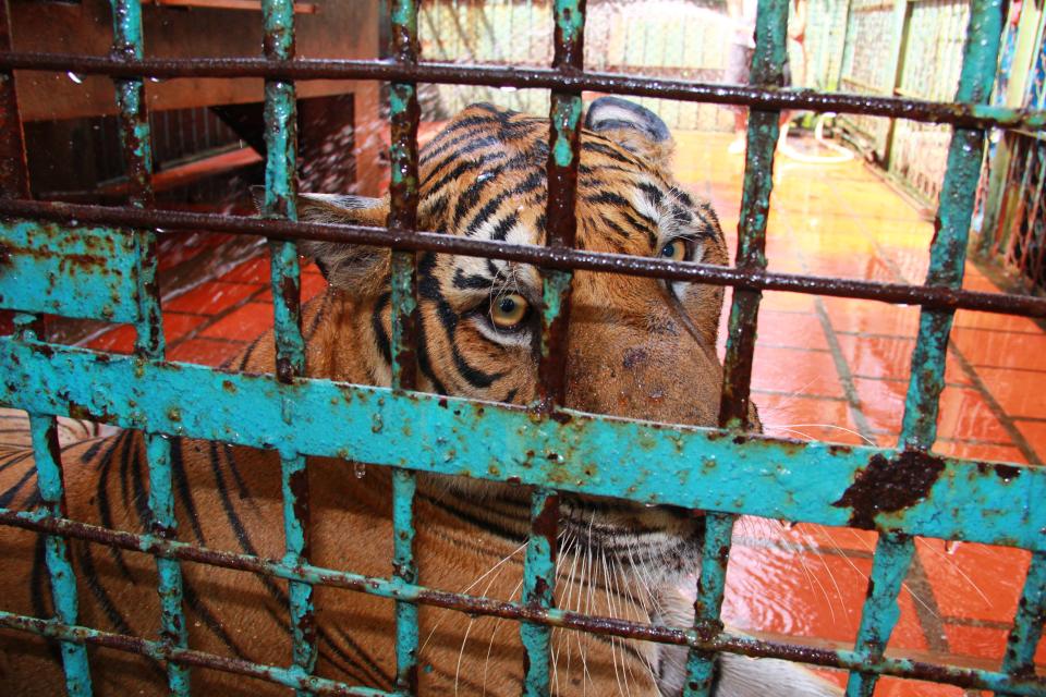 FILE - In this file photo taken on July 4, 2012, a tiger sits in a cage at a tiger farm in southern Binh Duong province, Vietnam. Conservationists allege that Vietnam's 11 registered tiger farms are merely fronts for a thriving illegal market in tiger parts, highly prized for purported - if unproven - medicinal qualities. (AP Photo/Mike Ives, File)