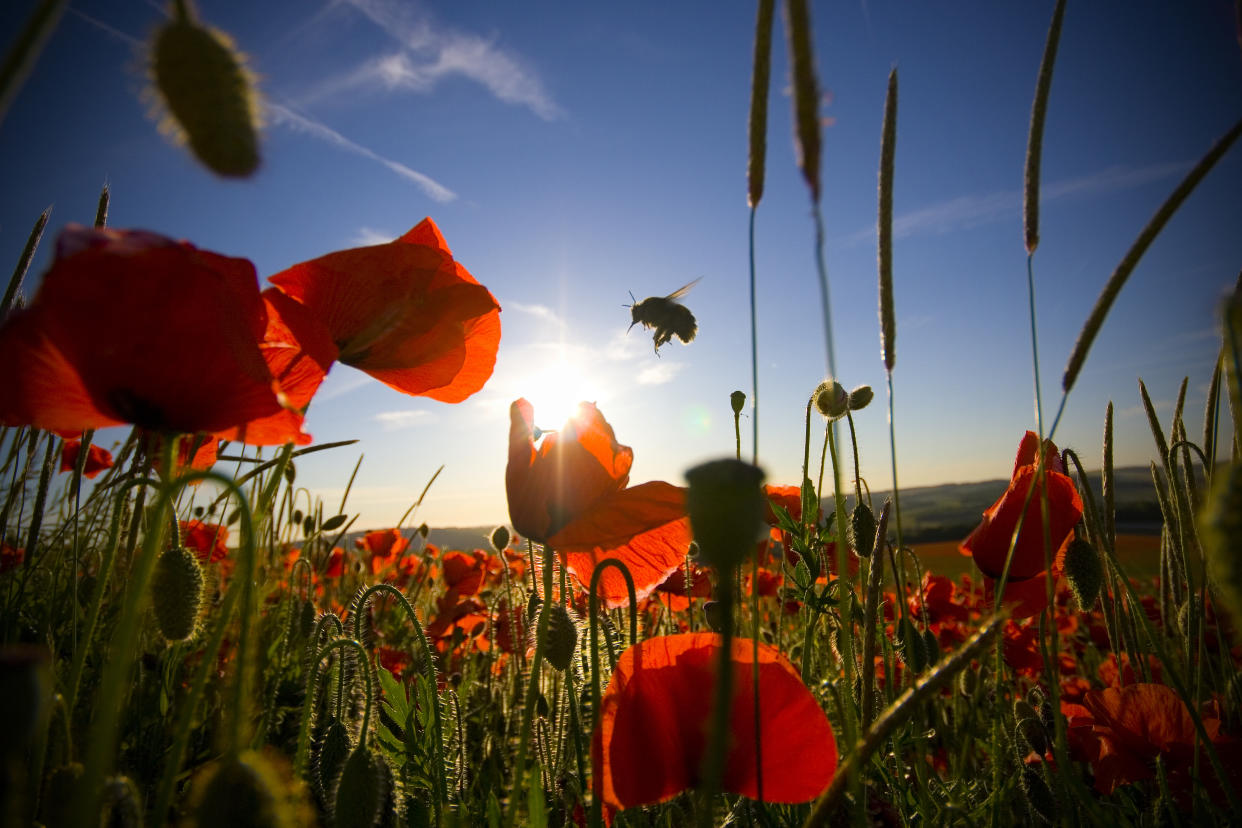 Many crops rely on bee pollination. (Getty)