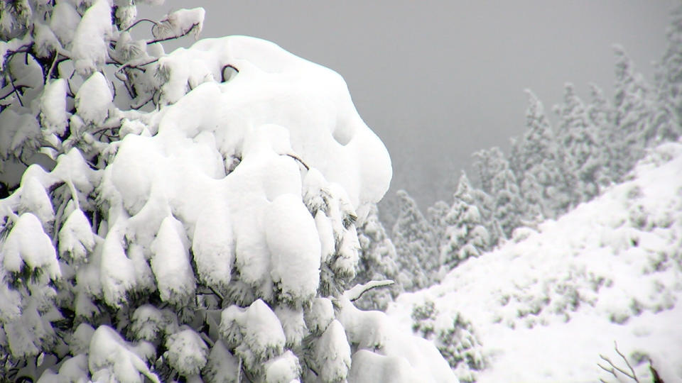 After the recent storm, trees and steps were covered in wet and heavy snow.