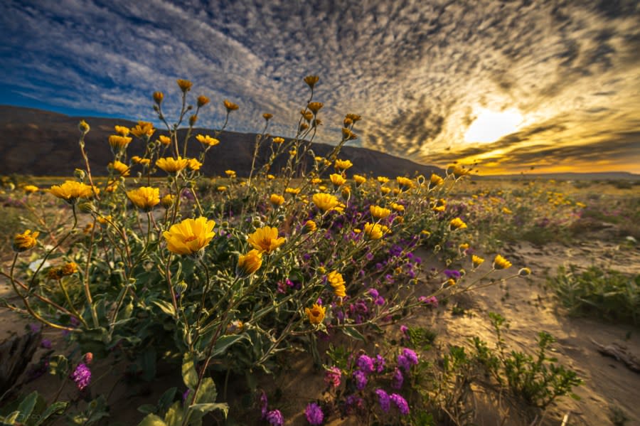 A desert wildflower bouque