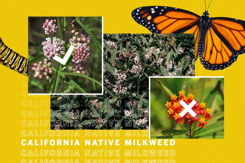 Some milkweeds are beneficial for butterflies. Some are deadly. <span class="copyright">(Ross May / Los Angeles Times; Getty Images)</span>