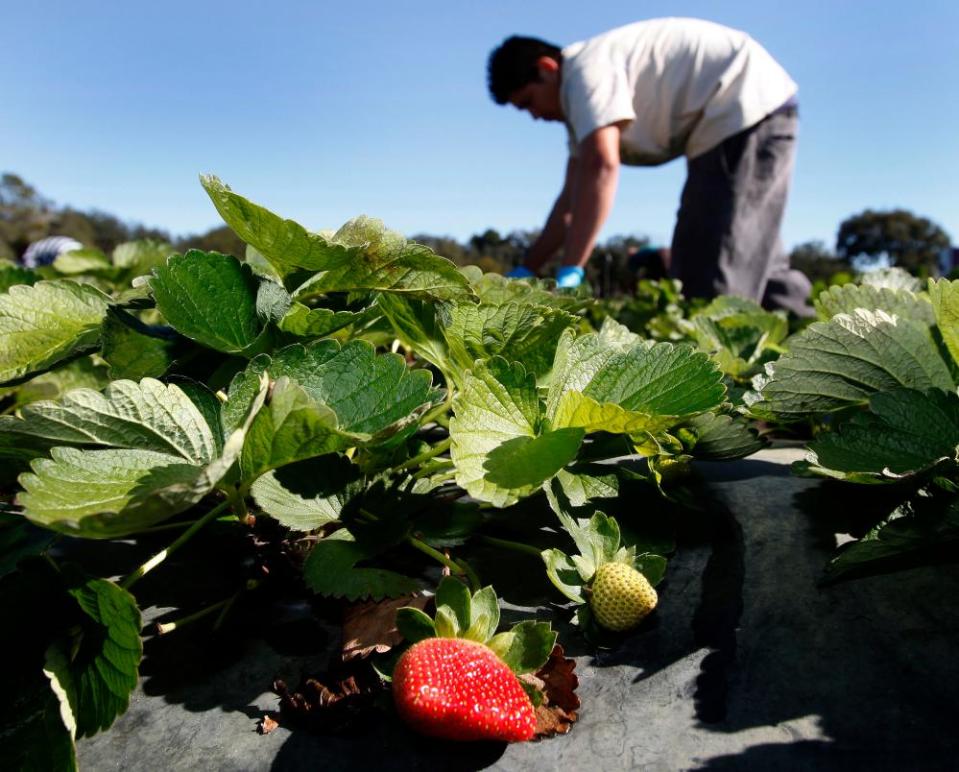 Strawberries are ripe for picking.