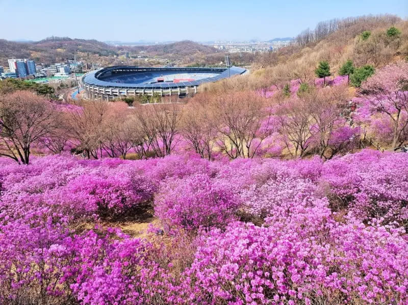 ▲「富川杜鵑花節」每年3月下旬至4月上旬舉辦，可觀賞到豔紫杜鵑花。（圖／Klook提供）