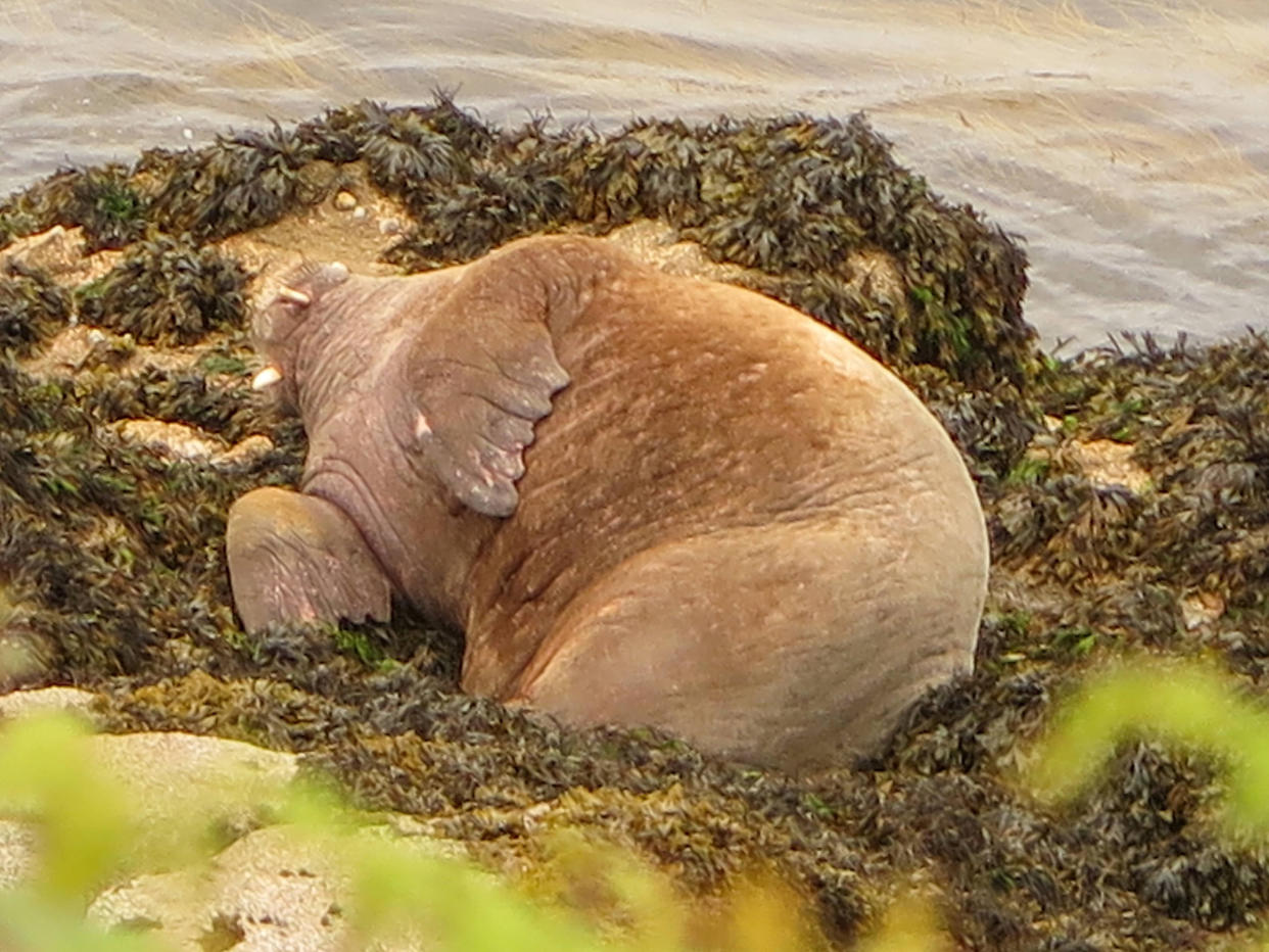 The walrus has clocked up significant sea miles in recent months with visits to Ireland, Wales and France. (SWNS)