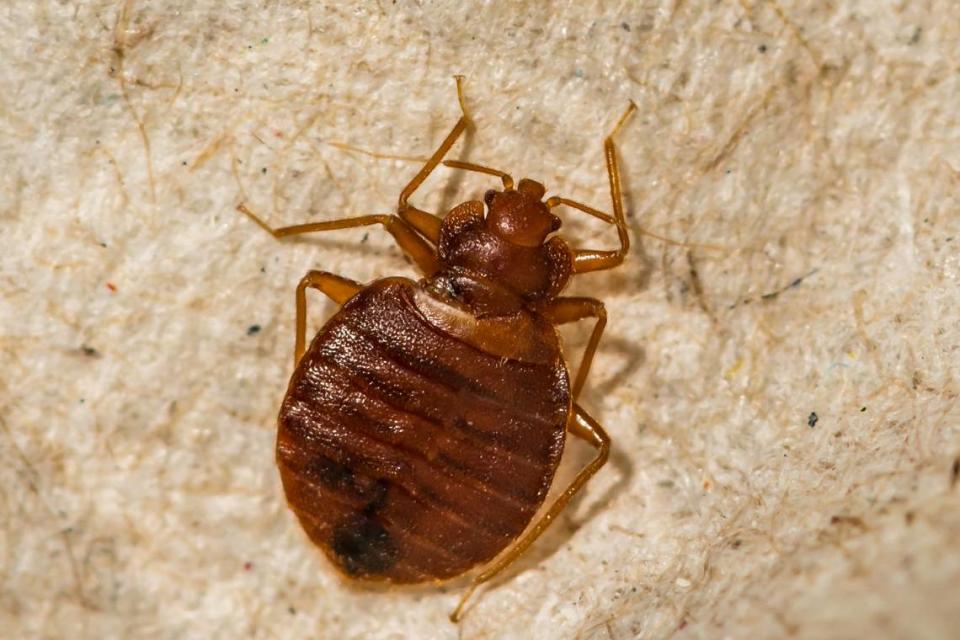 A close up of a female bed bug shows what the tiny creatures look like. JasonOndreicka/Getty Images/iStockphoto