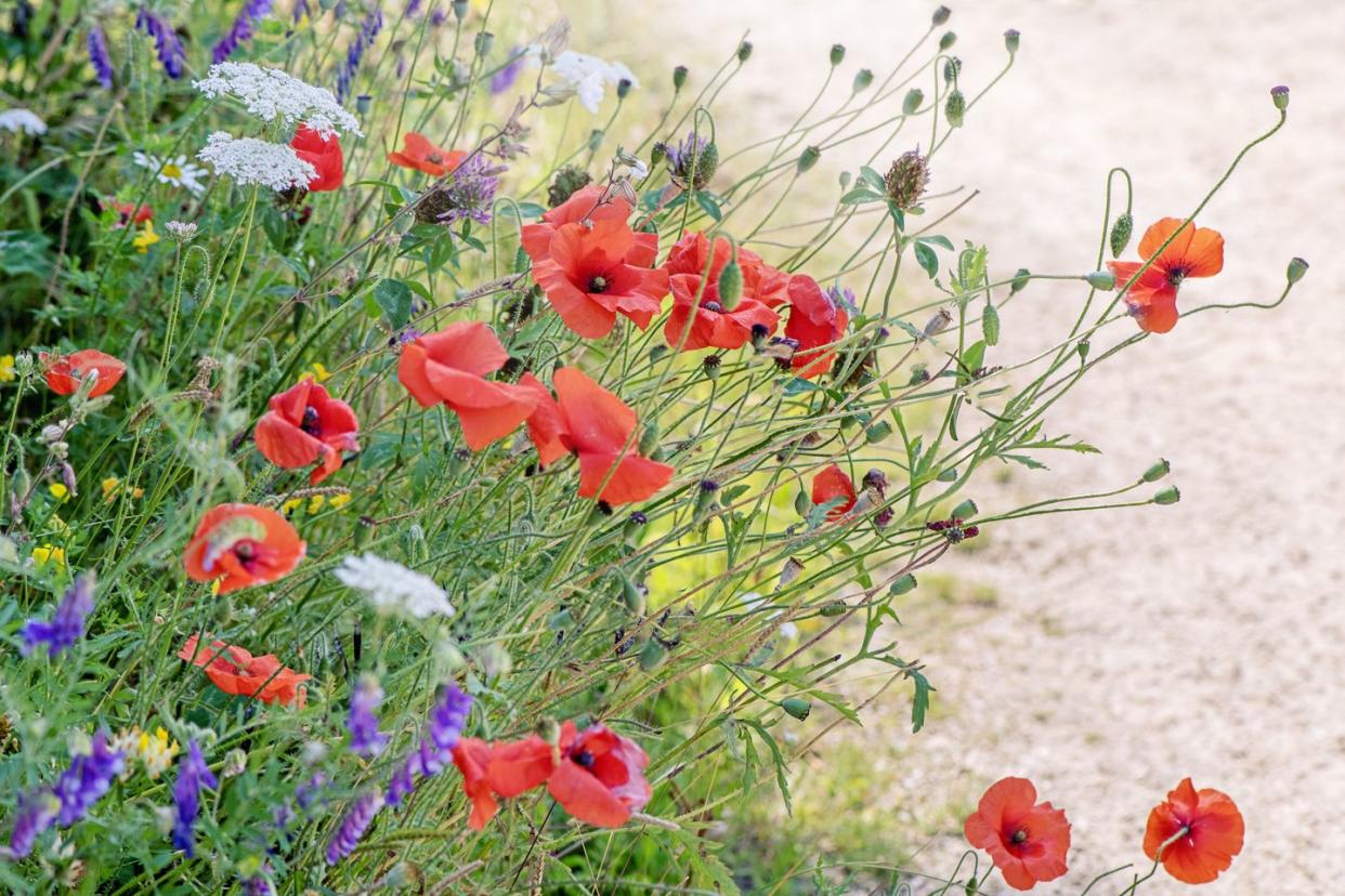 close up image of the beautiful summer flower common red poppy flowers, also known as the corn poppy, field poppy and papaver rhoea