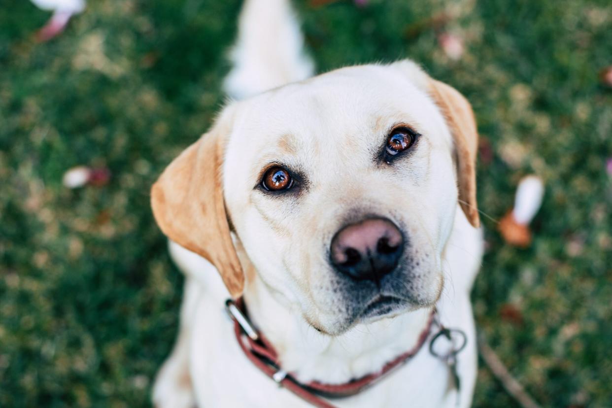 close up of golden lab sitting on grass looking up