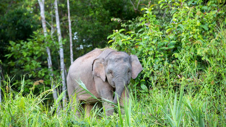 An elephant in Borneo. - Sylvain CORDIER/Gamma-Rapho/Getty Images/File