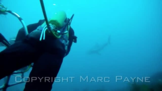 Diver's extremely close encounter with great white shark 