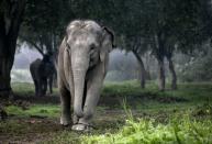 A Thai elephant walks in the jungle in the early morning fog at an elephant camp at the Anantara Golden Triangle resort in Golden Triangle, northern Thailand.