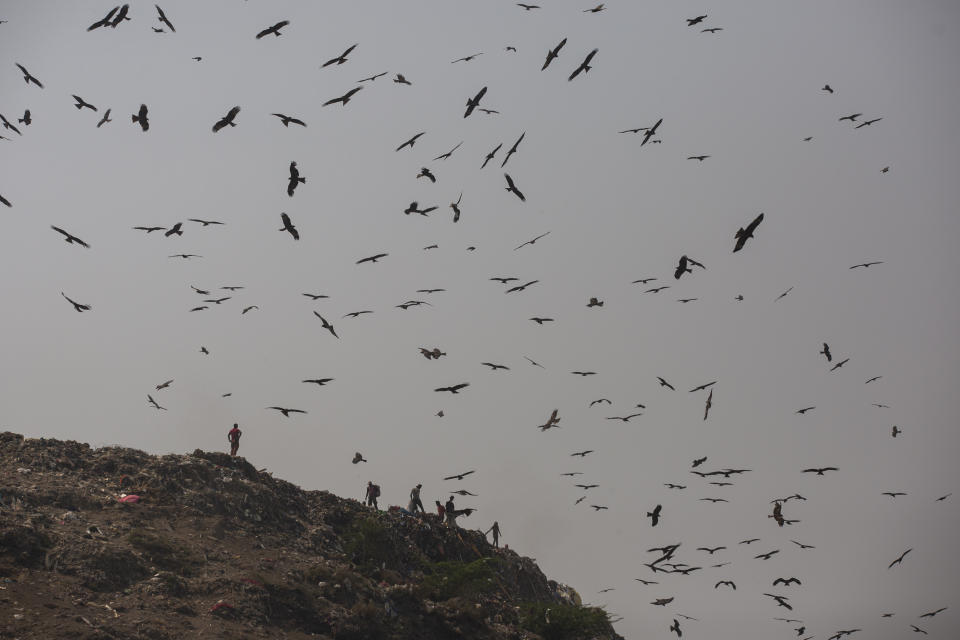 Birds hover as trash pickers look for recyclable waste at Bhalswa landfill on the outskirts of New Delhi, India, Wednesday, March 10, 2021. Every day, more than 2,300 tons of garbage is dumped at Bhalswa. It covers an area bigger than 50 football fields and has a pile taller than a 17-story building. Thousands of these informal workers climb the precarious slopes to pick through what can be salvaged. (AP Photo/Altaf Qadri)