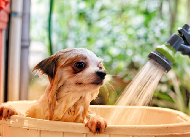 The Aquapaw Dog Licking Mat Distracts Pups During a Bath