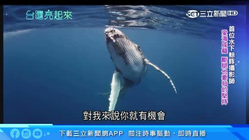 水下鯨豚攝影師金磊愛好海洋。