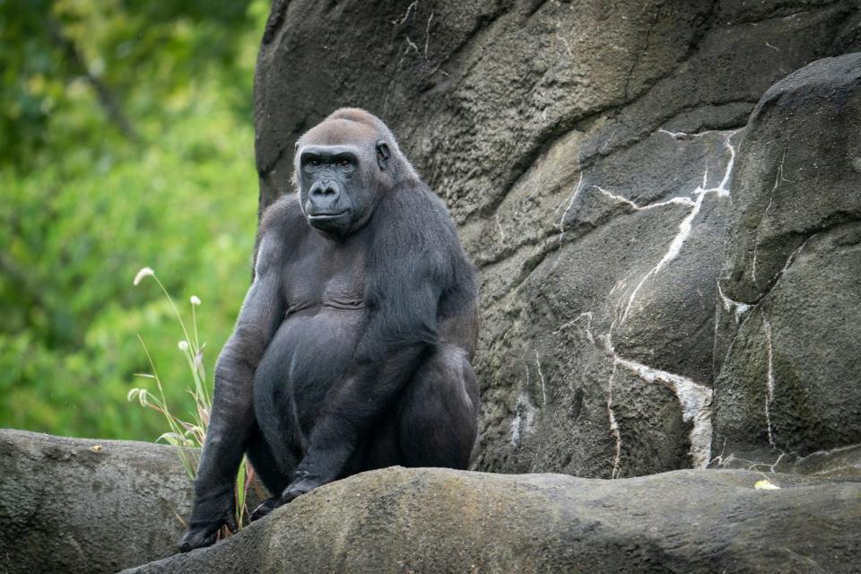 Tulivu, a newly introduced gorilla to the Detroit Zoological Society in Royal Oak, finds a perch in her new habitat on Thursday, Aug. 24, 2023.