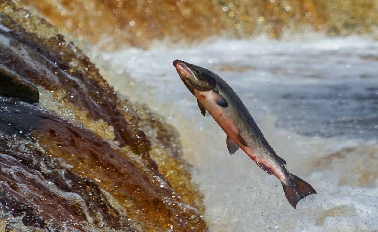 Salmon stocks across the world have been depleted (Picture: REX)