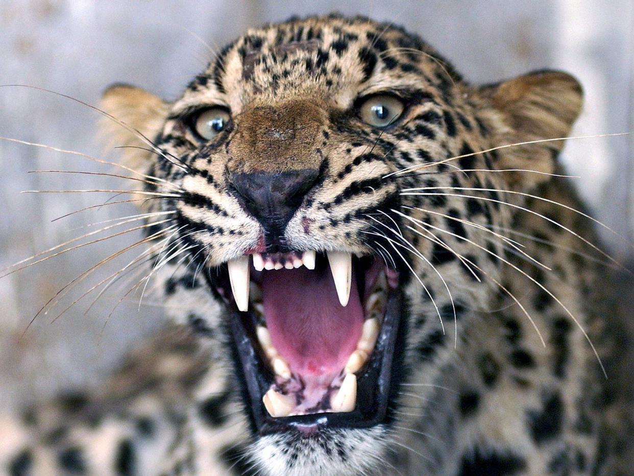 An injured common leopard roars as Pakistani employees of the Wildlife Department (unseen) attempt to give it an injection in Peshawar, 28 June 2006. (TARIQ MAHMOOD/AFP/Getty Images)