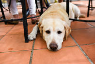 <p>A dog rests under a chair at Howlloween at the Grand Copthorne Waterfront Hotel.(Photo: Bryan Huang/Yahoo Lifestyle Singapore)</p>