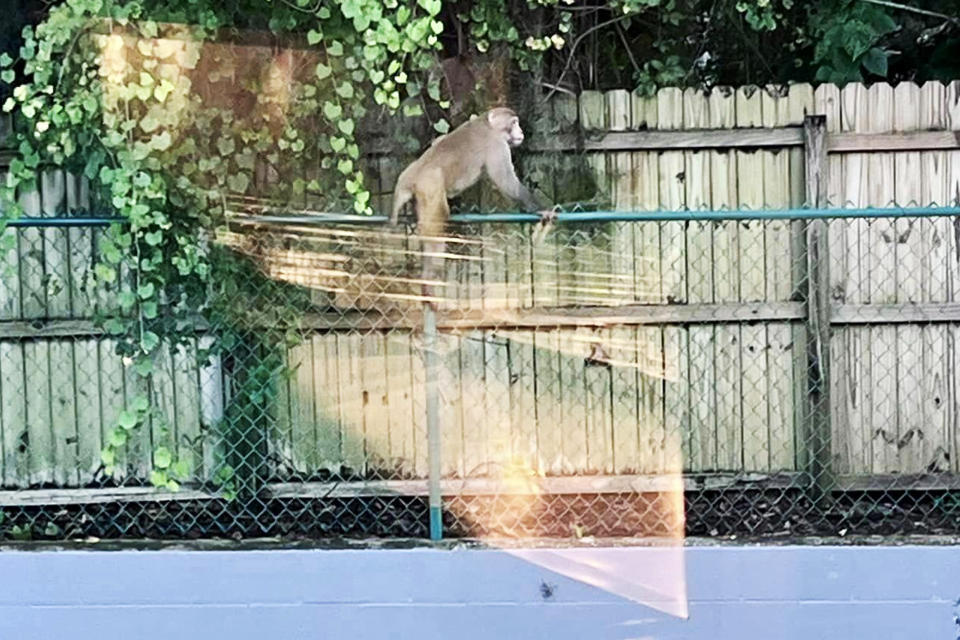 Wild monkey sighting in Florida prompts warning from officials
 (Orange City Police Department)