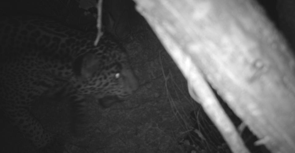 This photo provided by the Protección de la Fauna Mexicana, A.C. and the Borderlands Linkages Initiative, shows a jaguar in the central area of Sonora state, Mexico along the U.S.-Mexico border, Nov. 27, 2021. According to Borderlands Linkages, a binational collaboration of eight conservation groups, this cat is known as “El Jefe,” or “The Boss,“ is one of the oldest jaguars on record along the border and one of few known to have crossed the border. (Protección de la Fauna Mexicana, A.C. and the Borderlands Linkages Initiative via AP)