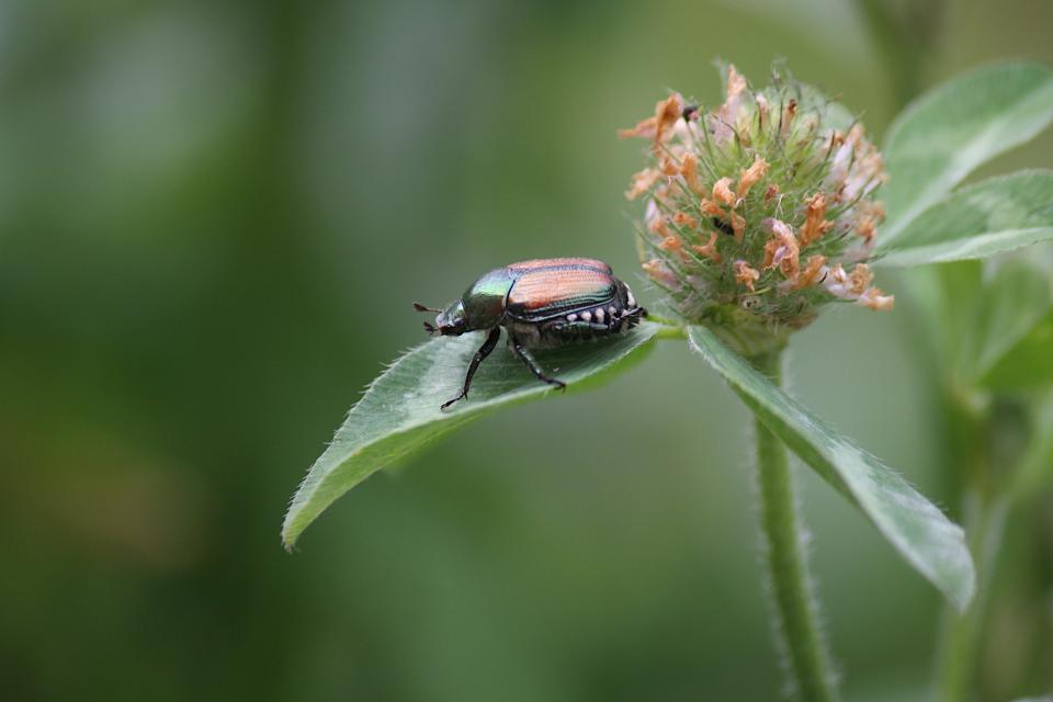 A Japanese Beetle rests upon a clover leaf in North Central Ohio on Aug. 2, 2023.